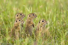 Ziesel - Zum Vergroessern klicken!